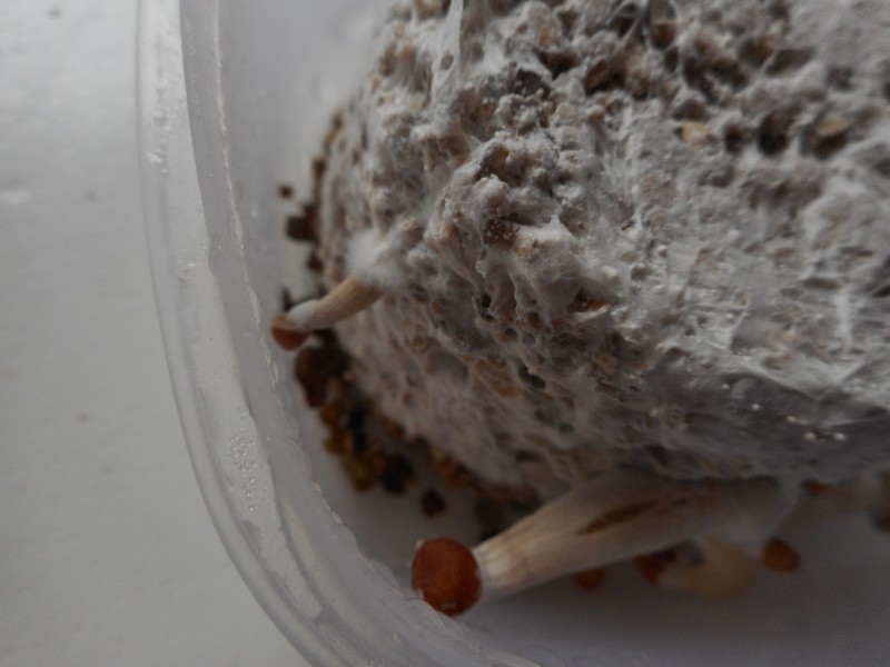 Торта псилоцибинови гъби в пластмасова кутия