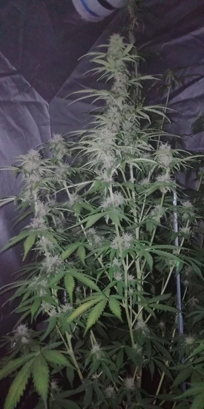 Critical Orange punch