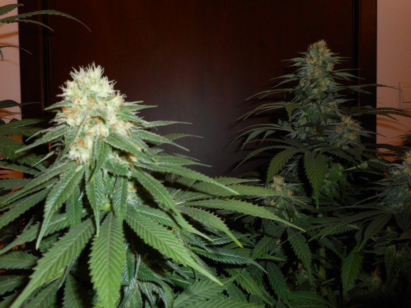 2 клонинга Fruıt Spırıt и 1 растение от семка Liberty Haze на 39 дни цъфтеж