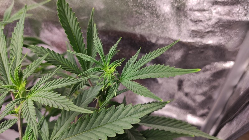 Afghan2.jpg