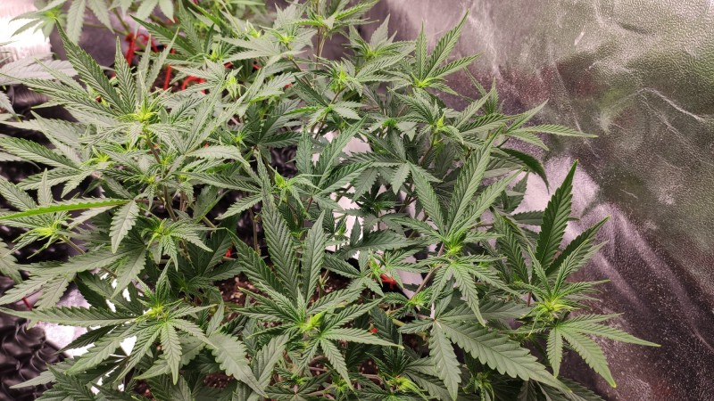 Afghan3.jpg