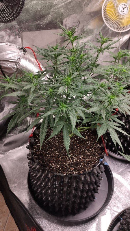 Lemonchello Haze.jpg