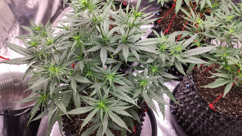 Lemonchello Haze2.jpg