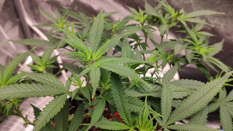 Strawberry Banana Grape3.jpg