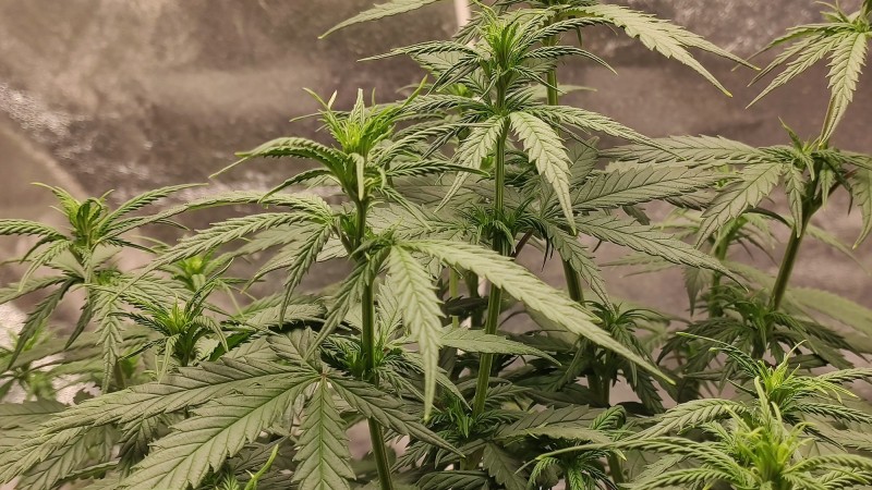 Lemonchello Haze2.jpg