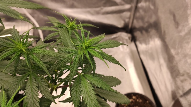 Lemonchello Haze3.jpg