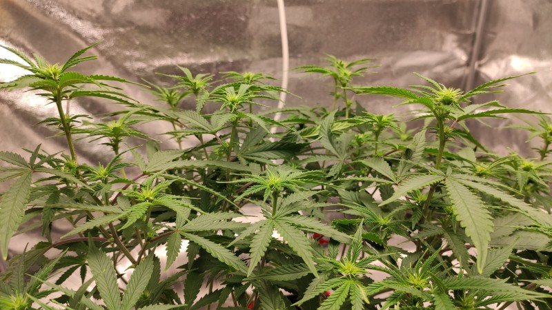 Maui Wowie3.jpg