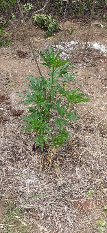 Dos Si Dos, за това приемам препоръки какво да го правя.