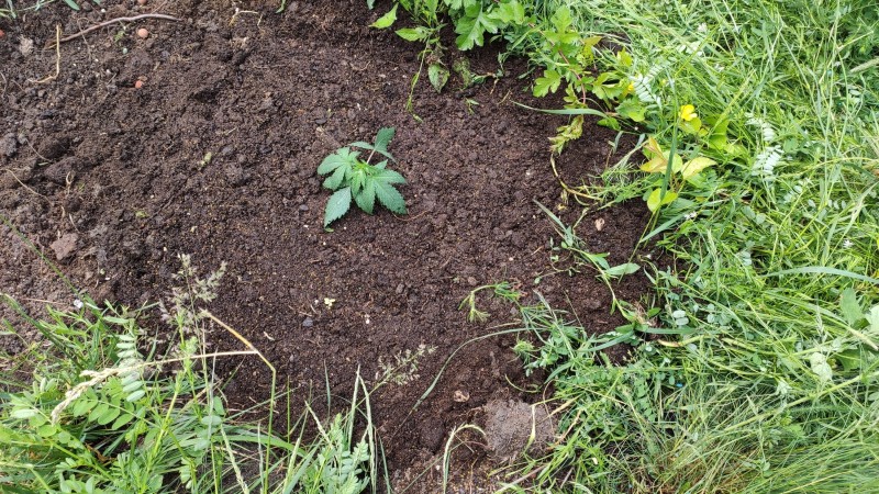 005_The White OG.jpg