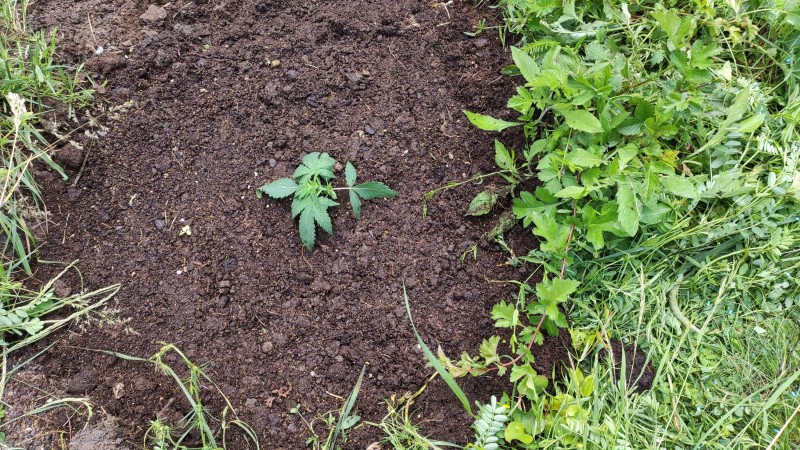 006_Critical Purple Kush.jpg