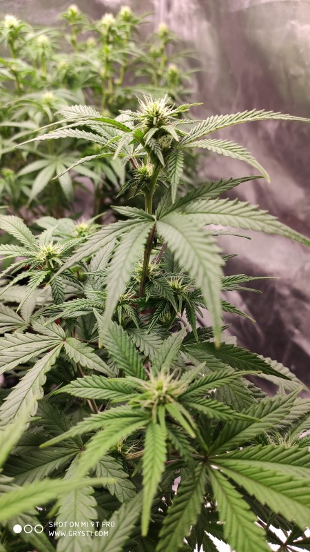 Afghan2.jpg