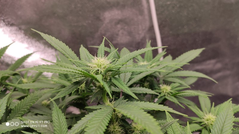 Strawberry Banana Grape2.jpg