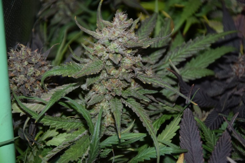 Cream cheese