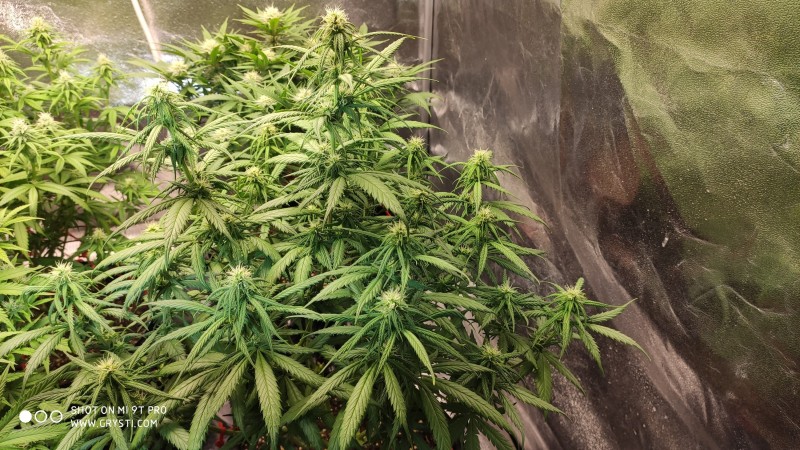 Lemonchello Haze.jpg
