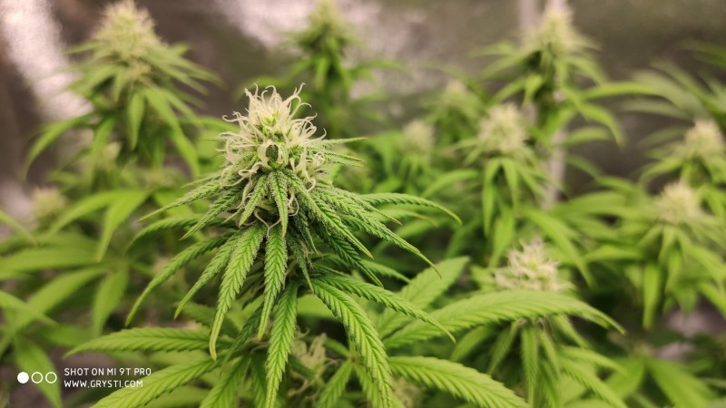 Maui Wowie3.jpg