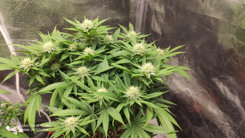 Strawberry Banana Grape2.jpg