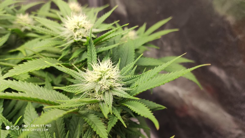 Strawberry Banana Grape3.jpg
