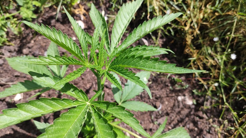 Critical Purple Kush2.jpg