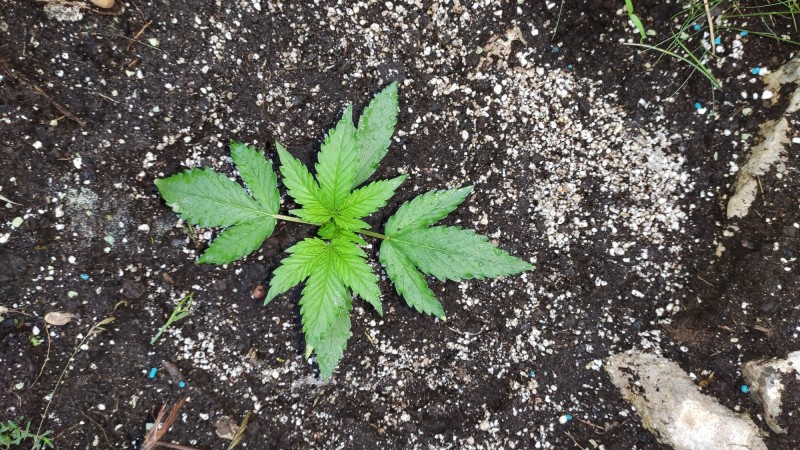 Auto Jack Berry2.jpg