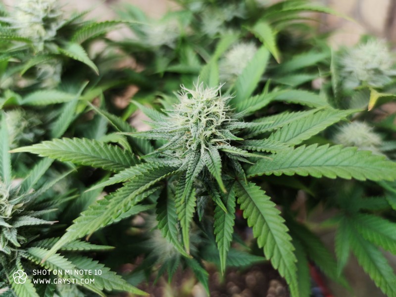 Strawberry Banana Grape3.jpg