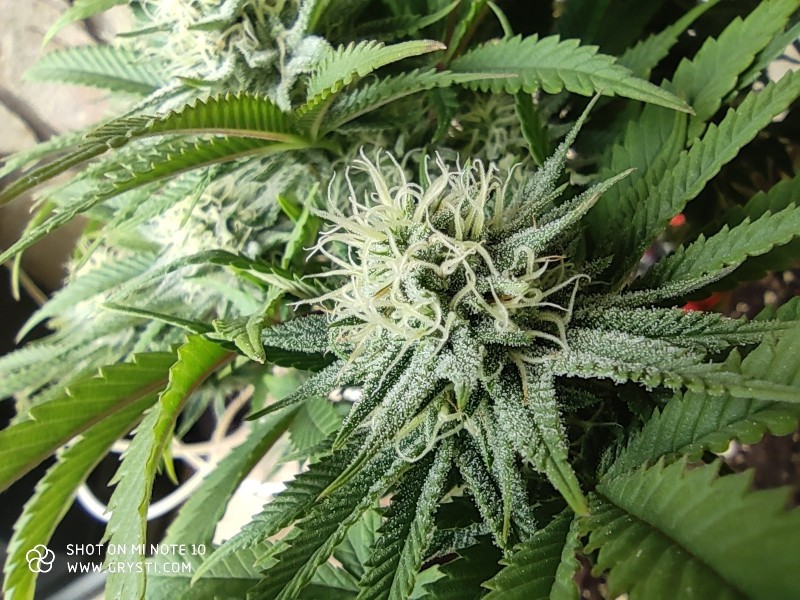 Strawberry Banana Grape4.jpg