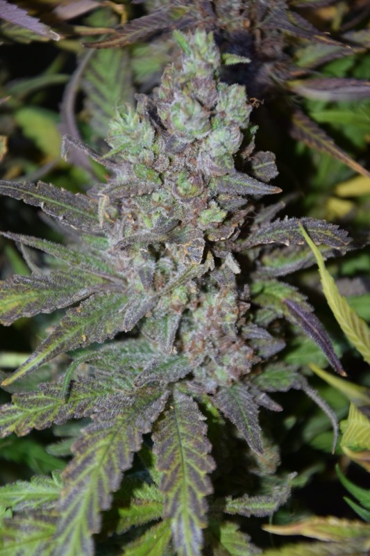 Cream cheese