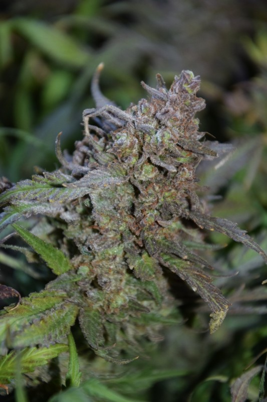 Cream cheese