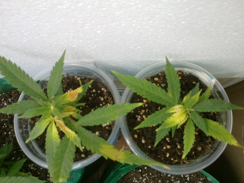 16062020232 - Copy.jpg