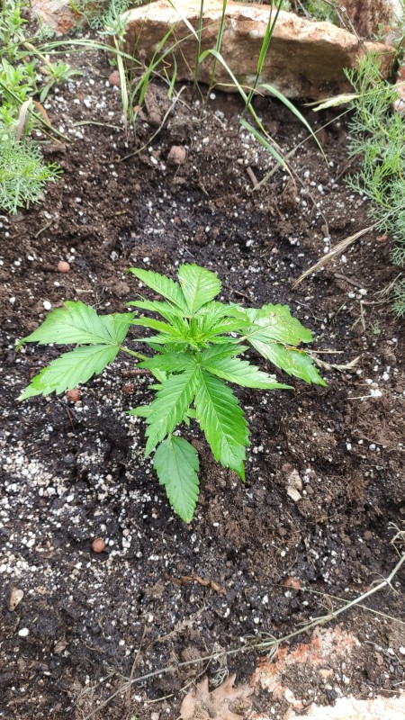 Auto Blue Amnesia 2`s.jpg