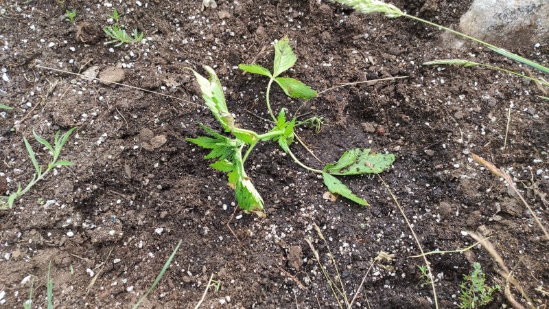 Auto Jack Berry XL.jpg