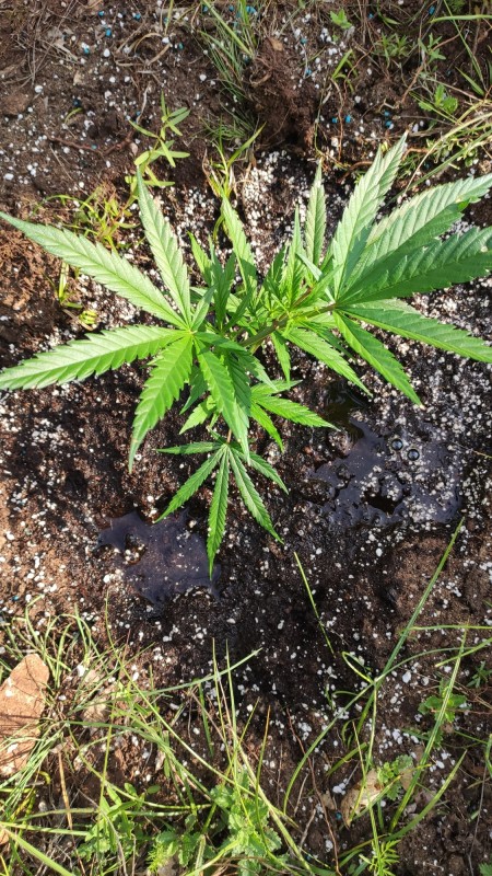 Lemonchello Haze2.jpg