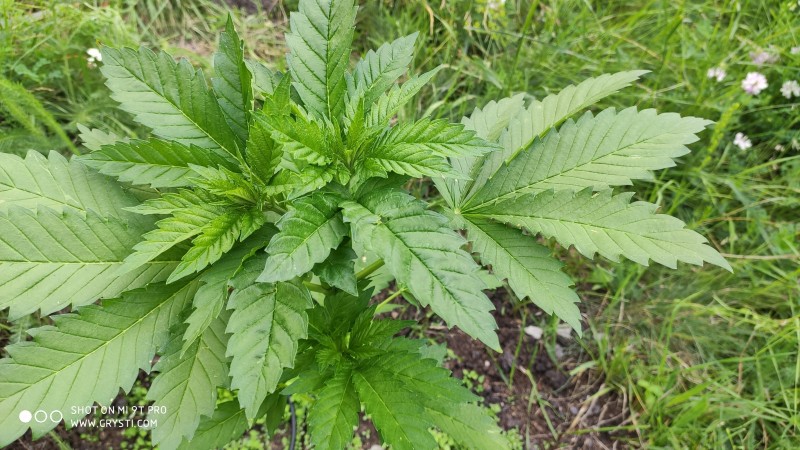 Bubba Kush2.jpg