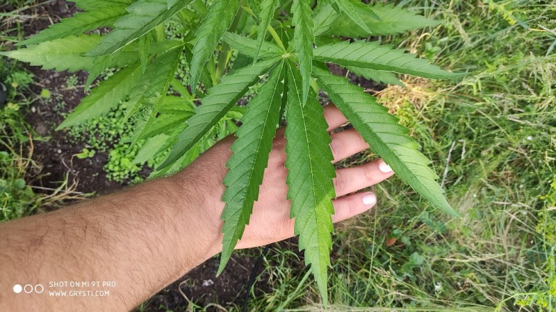Critical Purple Kush3.jpg