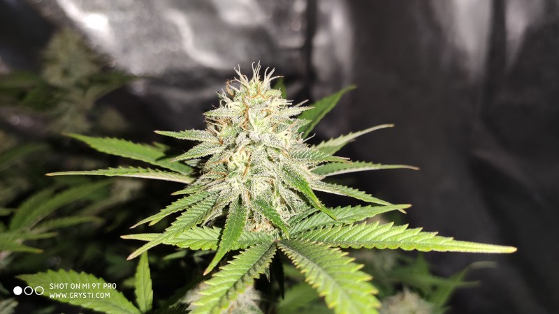 Afghan4.jpg