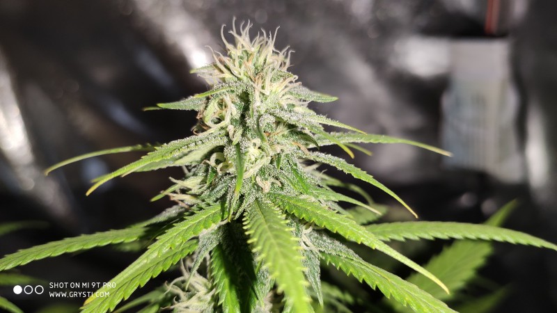 Lemonchello Haze3.jpg