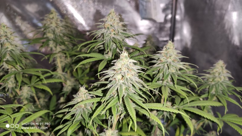 Maui Wowie2.jpg