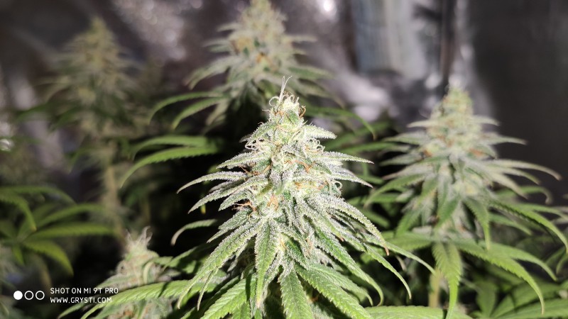 Maui Wowie3.jpg