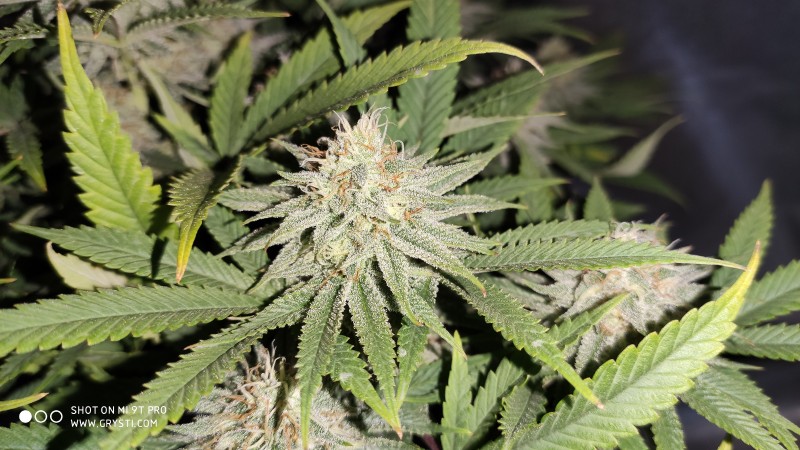 Strawberry Banana Grape3.jpg
