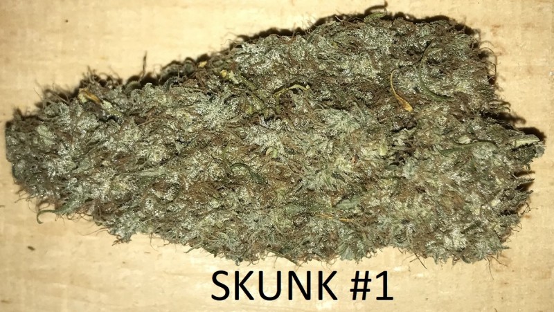 SKUNK (2).JPG