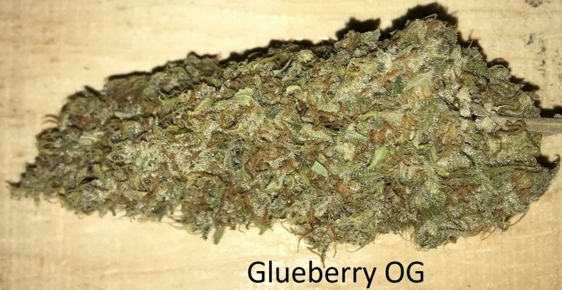 Glueberry OG.JPG
