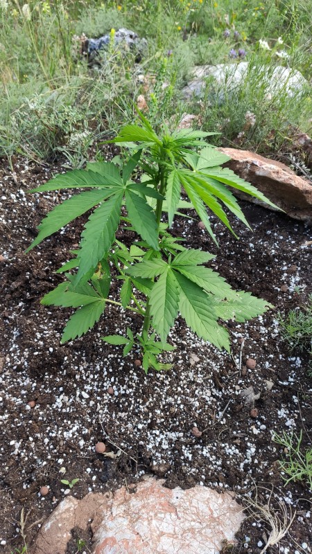 Auto Blue Amnesia.jpg