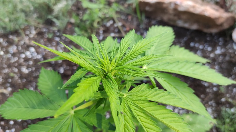 Auto Blue Amnesia2.jpg
