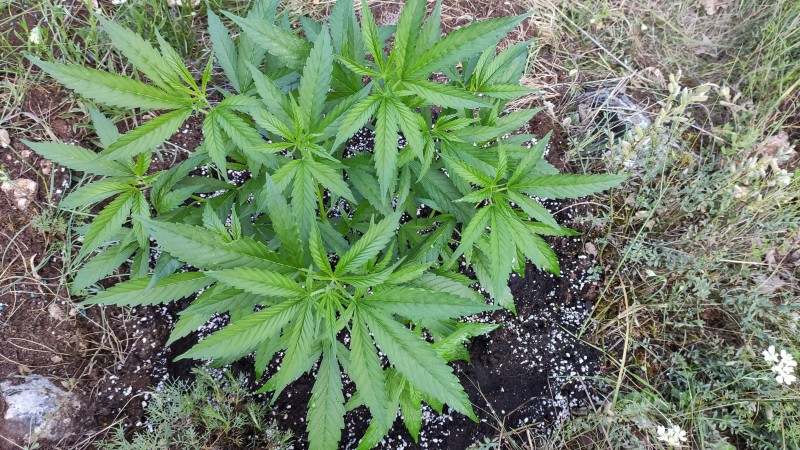 Maui Wowie3.jpg