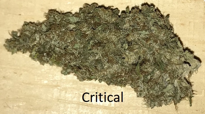 Critical.JPG