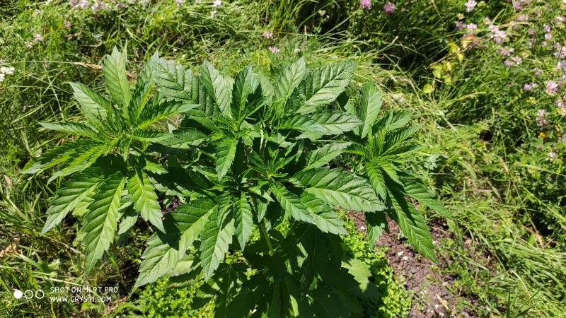 Bubba Kush3.jpg