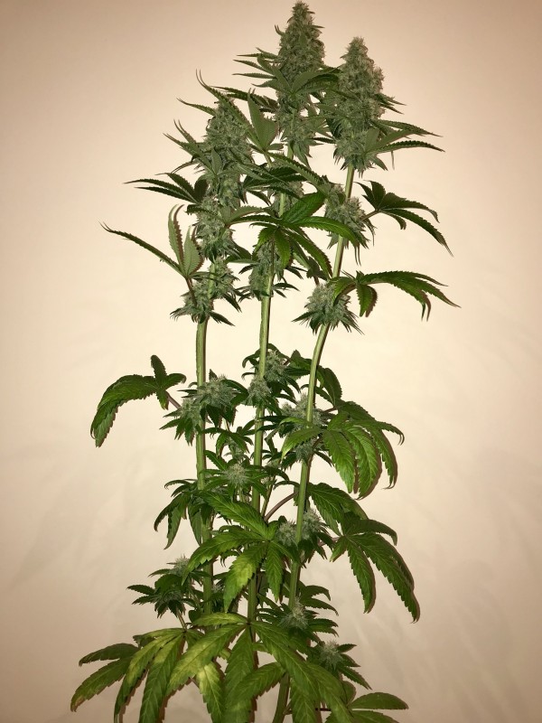 Vanilla Kush42.JPG