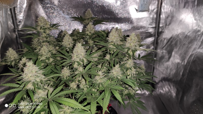 Afghan2.jpg