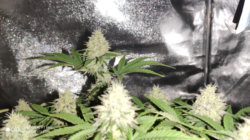 Afghan3.jpg