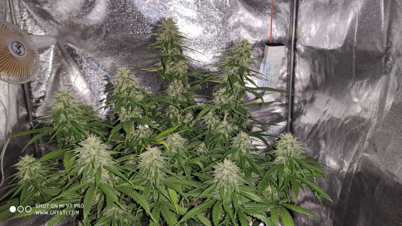 Lemonchello Haze.jpg