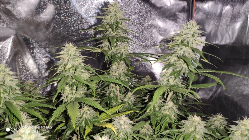 Lemonchello Haze2.jpg